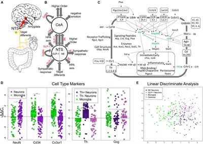 Single Cell Scale Neuronal and Glial Gene Expression and Putative Cell Phenotypes and Networks in the Nucleus Tractus Solitarius in an Alcohol Withdrawal Time Series